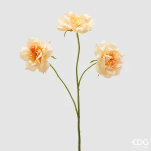 Aste Rosa x3 - Cor Pêssego - EDG- 65 cm